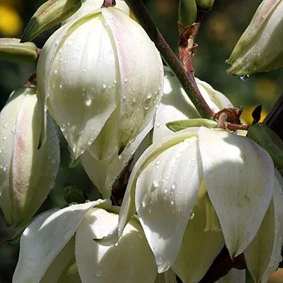 Yucca kert, különösen érdekel és tenyésztési