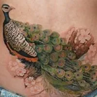 Jelentés tetoválás páva