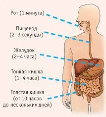 Стомаха - структура, разделения, болест