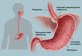 Stomac - structură, diviziuni, boala