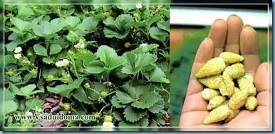 miracol galben (foto) - o varietate de căpșuni remontant, site-ul de grădină, cabana și plante de apartament