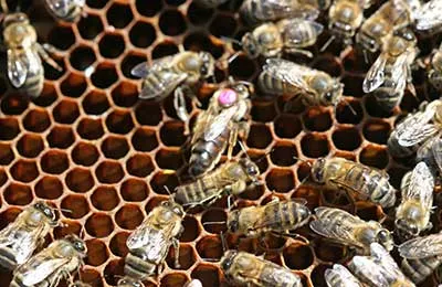 A magazin „Méhészeti” - az alapvető szabály a sikeres újratelepítési királynők