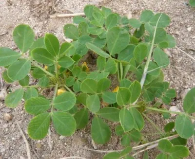 Groundnut (arahide)