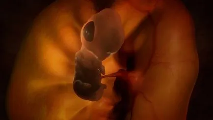 Animale în uter