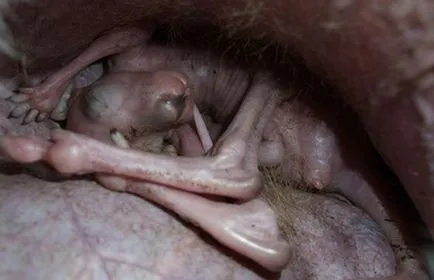 Animale în uter