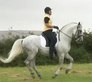 10 tabu de bază atunci când se deplasează într-un galop - Echitatie, conducător