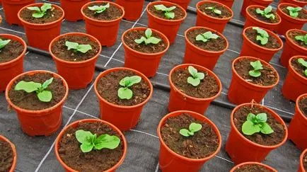 8 cele mai importante reguli ale cultivarea cu succes a gerbera oală din semințe, „Syngenta“ în România