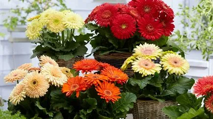 8 cele mai importante reguli ale cultivarea cu succes a gerbera oală din semințe, „Syngenta“ în România