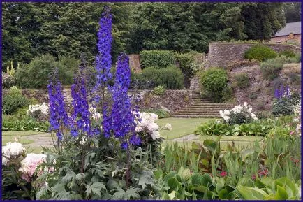 Monkshood și Delphinium în grădina dumneavoastră