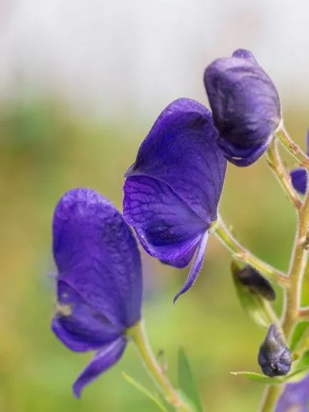 Monkshood și Delphinium în grădina dumneavoastră