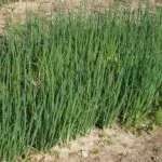 April Welsh hagyma ültetése és termesztése vetőmag