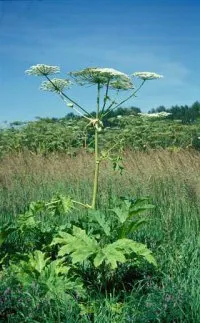 Alergie la plante otrăvitoare