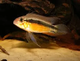 Аквариум риби - описание на вида, грижа и поддръжка