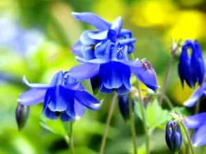 Aquilegia засаждане и грижи в открита почва поливане репродукция