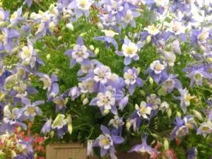 plantarea Aquilegia și îngrijirea într-o reproducere deschisă la sol de udare