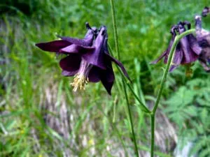 Aquilegia ültetés és gondozás nyílt földi öntözés reprodukció