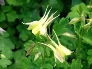 Aquilegia засаждане и грижи в открита почва поливане репродукция