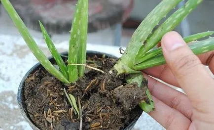 Aloe vera cum să aibă grijă și de transplant, proprietăți utile