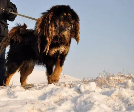 Alexander tsyretarov Buryatia bankhar nem szükséges - Mongólia hírek, Burjátföld, Kalmykia, Tuva