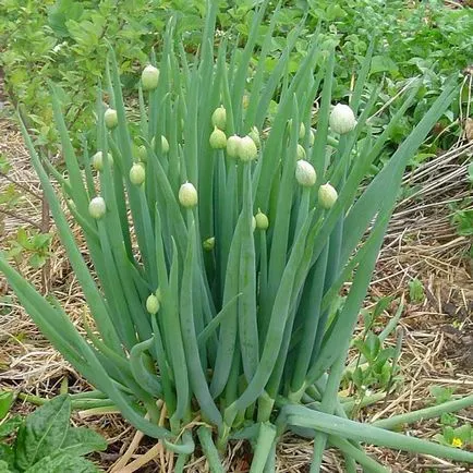 April Welsh hagyma ültetése és termesztése vetőmag