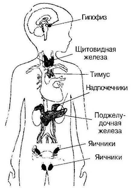 Анатомичен - физиологични функции на ендокринната система