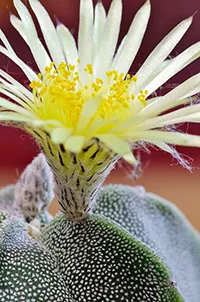 Astrophytum ellátás, reprodukálni, átruházni, kilátás