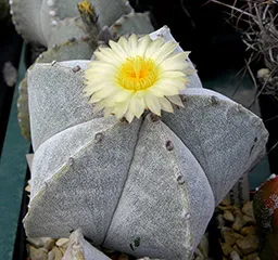 Astrophytum ellátás, reprodukálni, átruházni, kilátás