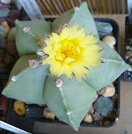 Astrophytum ellátás, reprodukálni, átruházni, kilátás