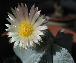 Astrophytum грижи, възпроизвеждането, прехвърлянето, изглед