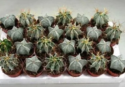 Astrophytum видове кактуси, снимки, характеристики на грижи