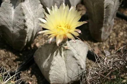 specii Astrophytum de cactusi, fotografii, caracteristici de îngrijire