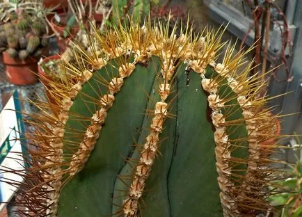 Astrophytum видове кактуси, снимки, характеристики на грижи