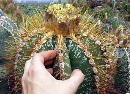 specii Astrophytum de cactusi, fotografii, caracteristici de îngrijire