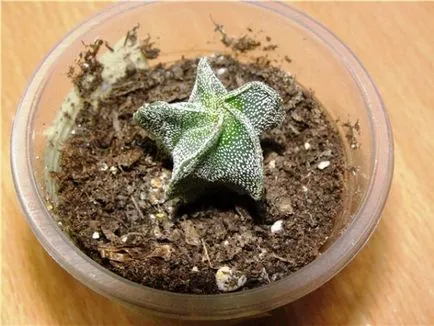 specii Astrophytum de cactusi, fotografii, caracteristici de îngrijire