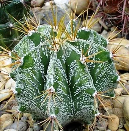 specii Astrophytum de cactusi, fotografii, caracteristici de îngrijire