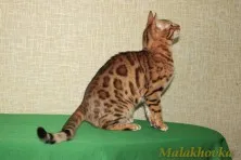 bengáli macskák
