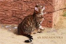 bengáli macskák