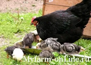 Biológiai jellemzők csirkék, a farm Online