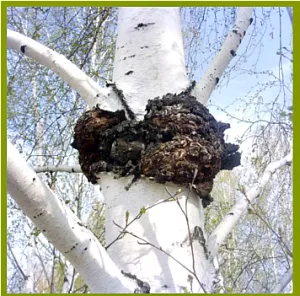 Birch gomba Chaga vagy - egy erőteljes biogén stimulátor