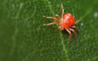 cartofi albi (descrierea soiurilor cu fotografii), în grădină ()