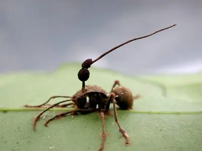 Biológia Cordyceps