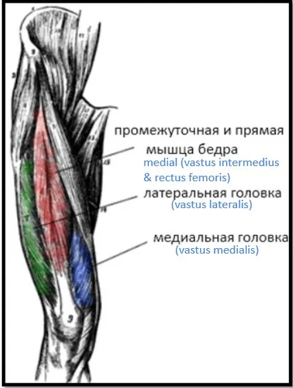 Основни упражнения за набор на тегло