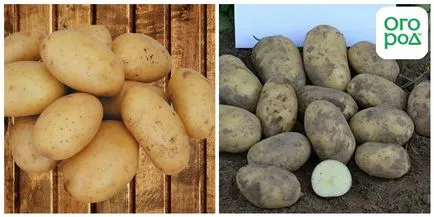 Бели картофи (описание на сортовете със снимки) в градината ()