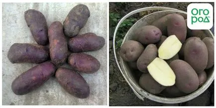 cartofi albi (descrierea soiurilor cu fotografii), în grădină ()