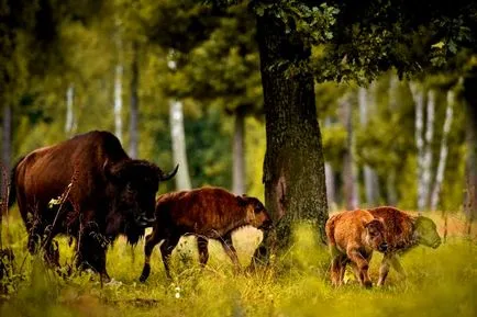 Bialowieza erdő, Fehéroroszország irányban, cím és leírás