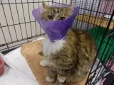 Animal Hospital - infecție spital pentru câini și pisici, pentru a afla costul de o noapte