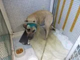 Animal Hospital - infecție spital pentru câini și pisici, pentru a afla costul de o noapte