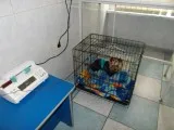 Animal Hospital - infecție spital pentru câini și pisici, pentru a afla costul de o noapte