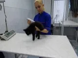 Animal Hospital - infecție spital pentru câini și pisici, pentru a afla costul de o noapte