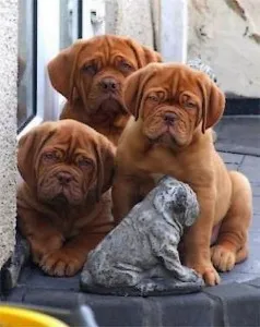 Dogue de Bordeaux vagy francia masztiff - minden, ami a fajta, fotók